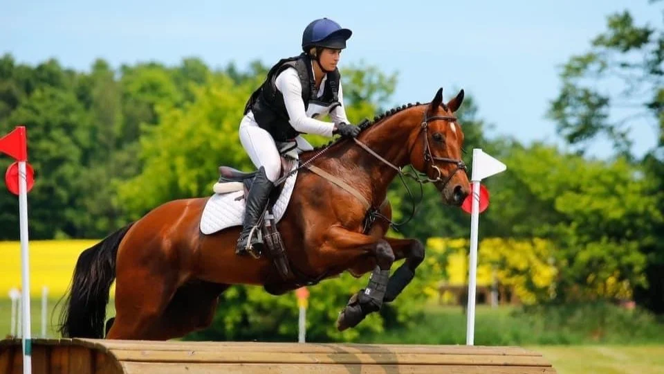 Competition horses
